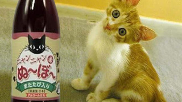 Empresa de Japón vende vino para gatos