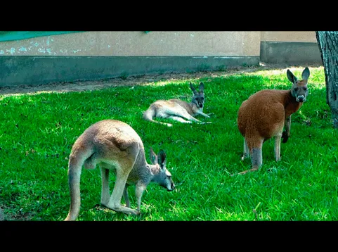 Animalitos son la atracción del Parque de las Leyendas.