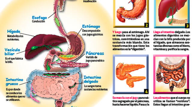El sistema digestivo del cuerpo humano.