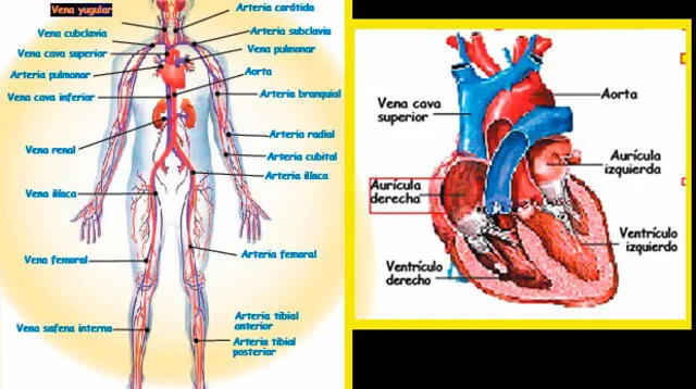 Conoce el corazón y su función en el sistema circulatorio.