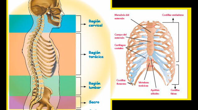 El tórax y sus partes.