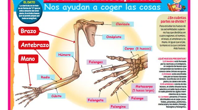 Las extremidades superiores nos ayudan a coger las cosas.