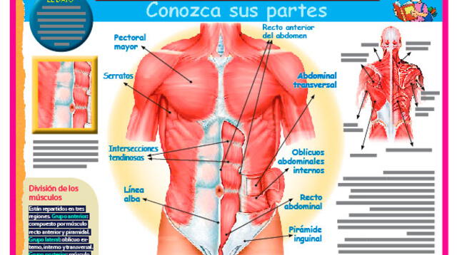 Músculos del abdomen, vientre o panza​: partes, regiones, cuáles
