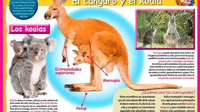 Qué 2025 significa marsupio