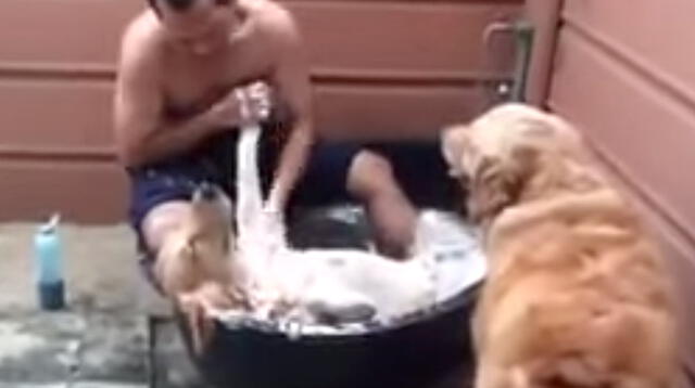 Mira cómo toma un perro su baño de espuma