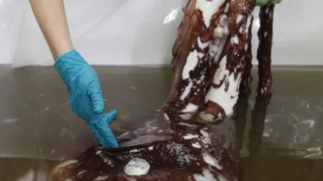 Hallan 3 corazones en calamar gigante al realizarle autopsia
