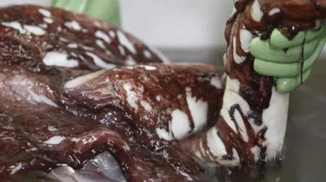 Hallan 3 corazones en calamar gigante al realizarle autopsia
