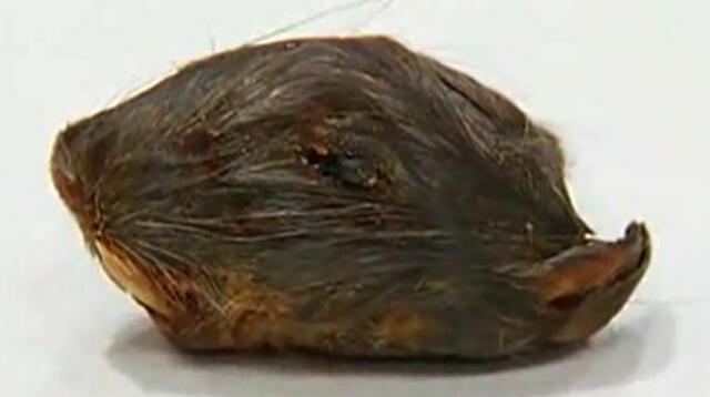 Esta sería la cabeza de la rata según el portal WFTX