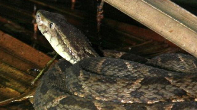 Bothrops es un género de serpientes venenosas que habitan en Sudamérica.
