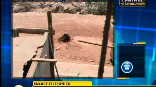 Perros abandonados en Carmen de la Legua.   