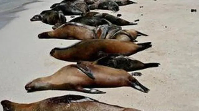 Hallan 500 lobos marinos muertos en playa de Áncash (imagen referencial)