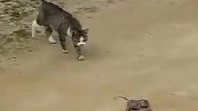 Este gatito y esta víbora se enfrescan en una fuerte pelea