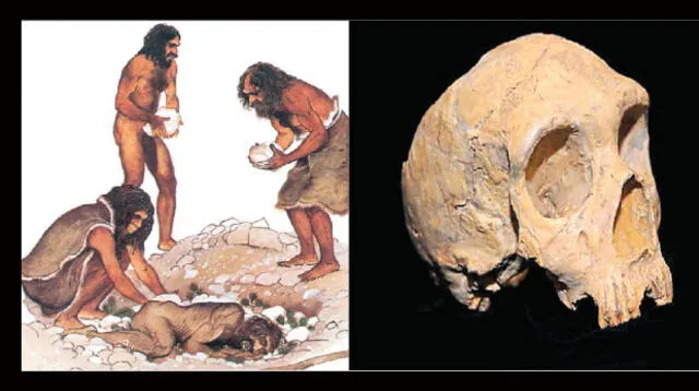 Homo neandertal.