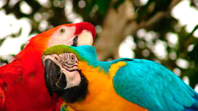 Aves peruanas.