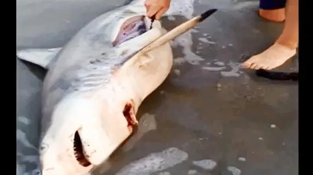 Tres bebés tiburones se salvaron gracias a un hombre.