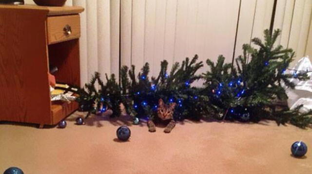 Gatitos se convierten en los Grinch de las casas por la navidad.
