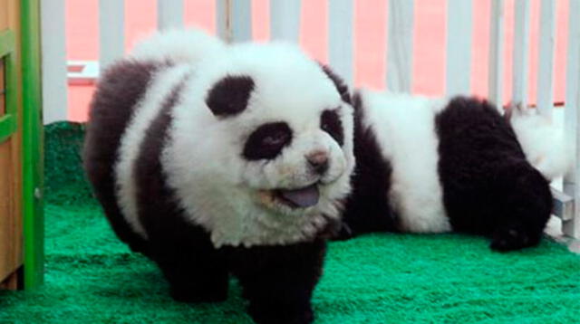 Perros de raza chow chow eran usados como pandas, les teñían el pelo para que se parezcan.