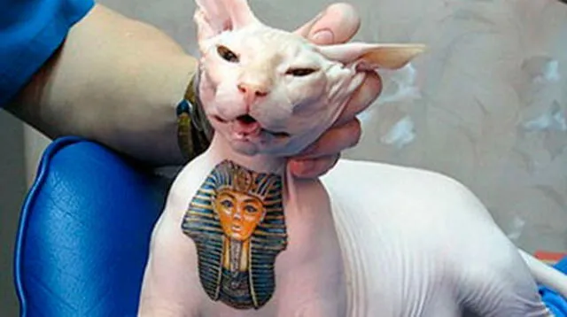 Inhumana tendencia de tatuar mascotas. 