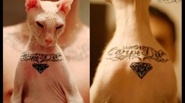 Inhumana tendencia de tatuar mascotas. 