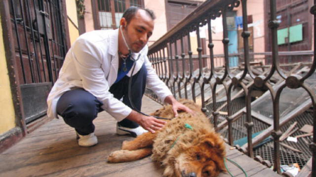 También se espera fomentar creación de hospitales veterinarios municipales.