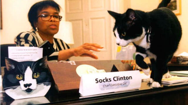 Socks, el gato del presidente Clinton