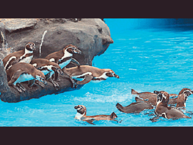 Pinguinos tienen remozado hogar