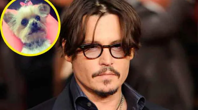 Johnny Depp decidió llevar a sus mascotas ilegalmente a Australia