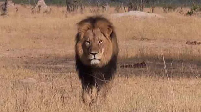Cecil fue asesinado por un safari español.