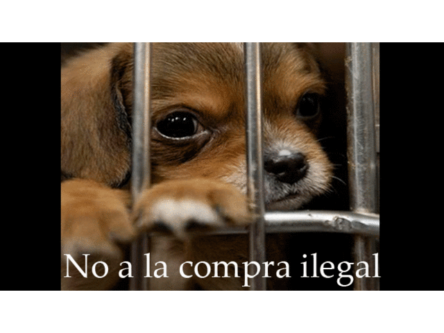 La crueldad a los animales sigue latente en Lima.