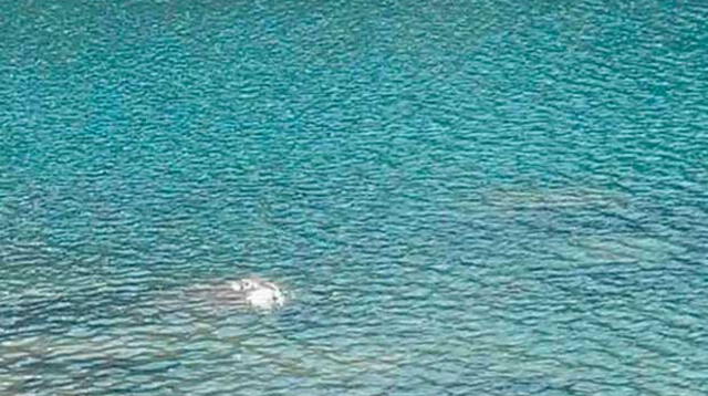 Turista argentino mostró fotos con sirena. 