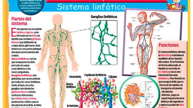 El sistema linfático.