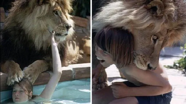 Los leones vivieron con la familia durante 11 años alcanzando la edad adulta.