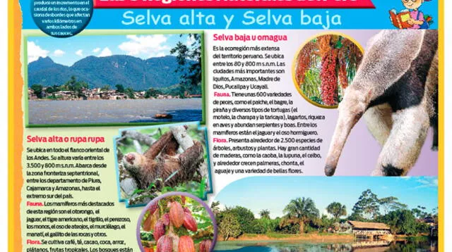 Selva Alta y Selva Baja.