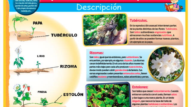Reproducción asexual de las plantas: descripción.