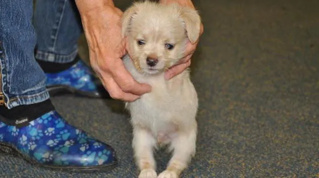 Tumbles no estará en adopción hasta lograr dominar la silla de ruedas.