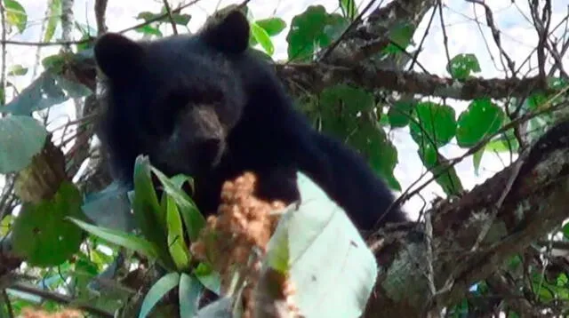 Oso en un árbol del Santuario Machu Picchu haciendo de las suyas.