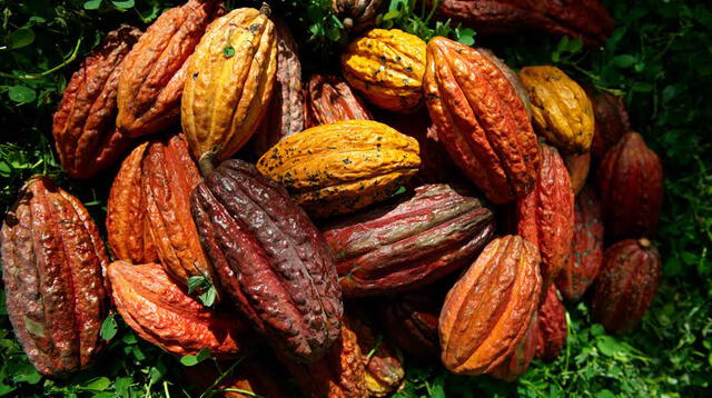 Presentaron el cacao amazónico en un entretenido evento