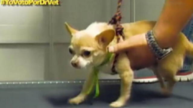 Pancho Cavero fue al rescate del pequeño canino.