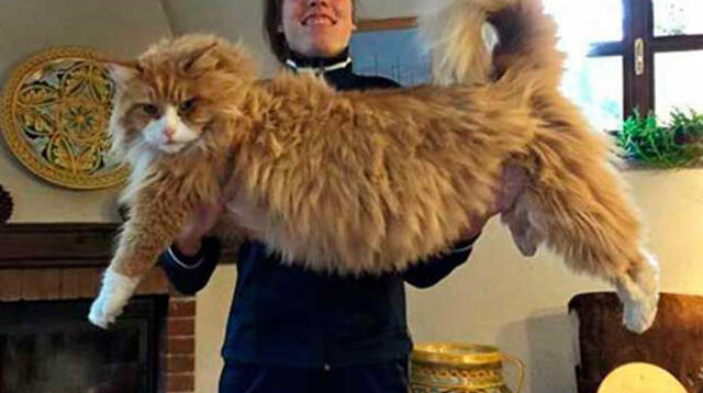 Los gatos más grandes y tiernos que aún no conoces.