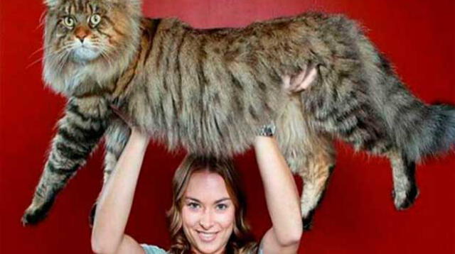 Los gatos más grandes y tiernos que aún no conoces.