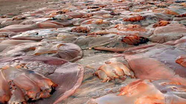 En Japón aparecieron medusas muertas.