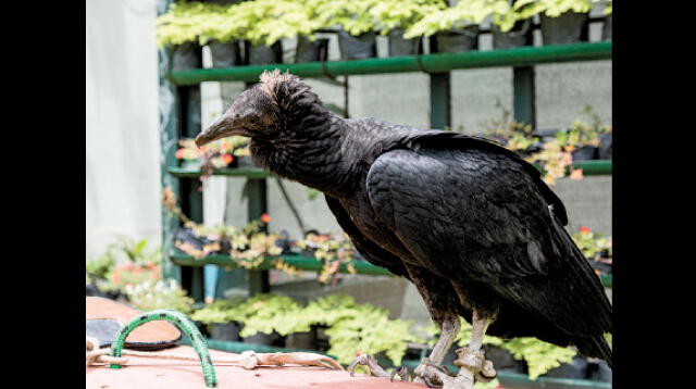 Gallinazos en acción.