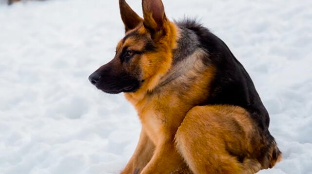 El animal sufre de una extraña enfermedad en el mundo.