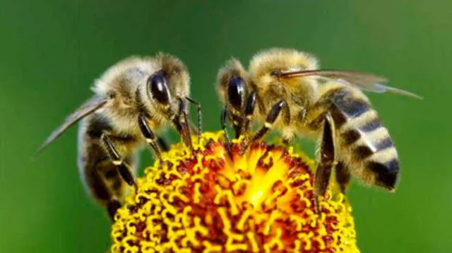 Las abejas se extinguirán de la Tierra.