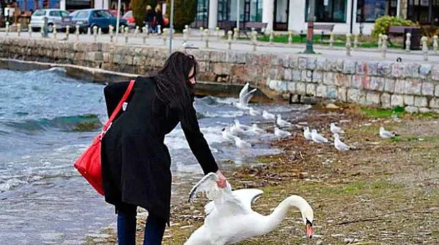 Así arrastró la mujer al pobre cisne.