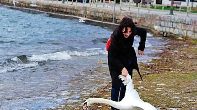 Así arrastró la mujer al pobre cisne.