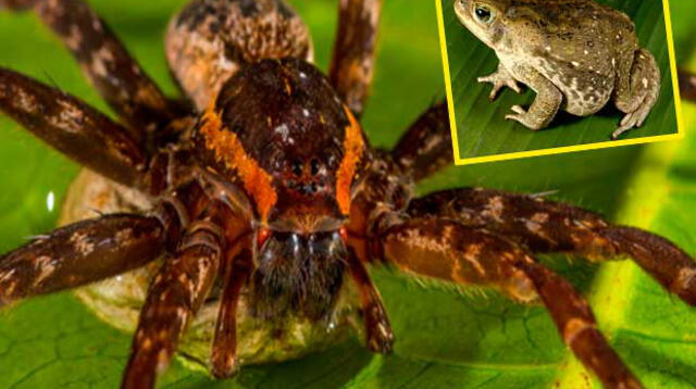 La araña podría acabar con la vida de los sapos que dañan al ecosistema.