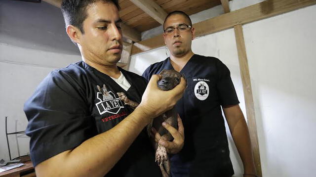 Veterinarios atendieron a las mascotas en mal estado.