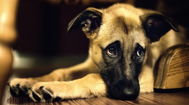 Cuando su dueño fallece, el perro puede sufrir tristeza e inapetencia