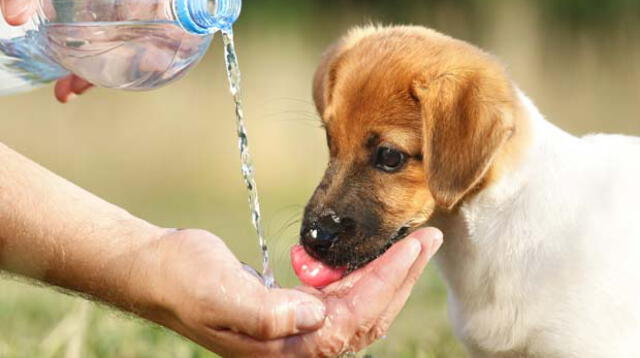 Alerta con el primer síntoma, mucha sed